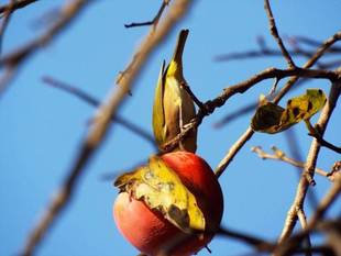 日ごと姿を変え