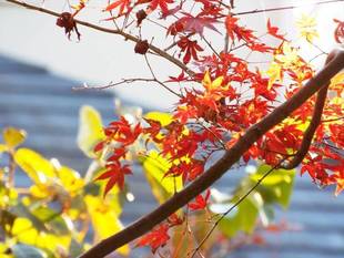 11月24日　今週末の紅葉