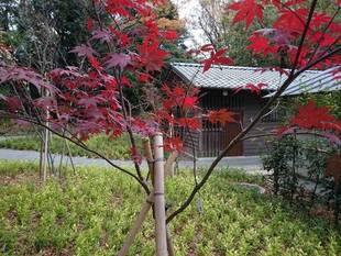 11月18日　今週末の紅葉