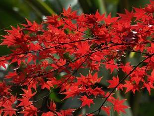 12月1日　今週末の紅葉