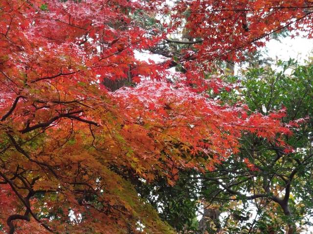 12月8日 今週末の紅葉の写真