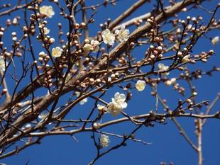 雪と梅
