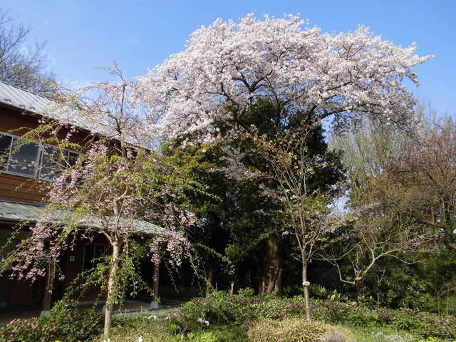 休憩棟前ソメイヨシノ・シダレザクラ・ウコン.jpg