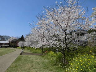 俣野別邸庭園の桜　基本情報