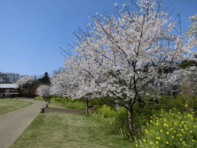 俣野別邸庭園の桜 基本情報の写真