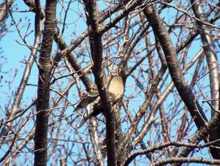 梅の木それぞれ