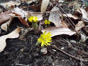 ［開花速報］フクジュソウが咲きました