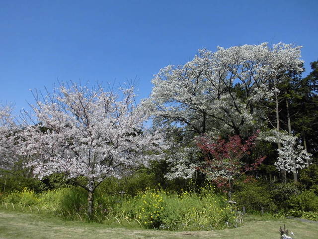 芝生広場周辺ソメイヨシノ・オオシマザクラ.jpg