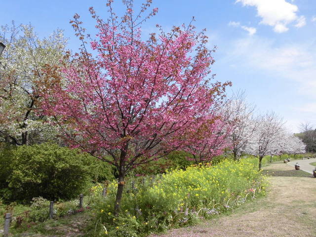 芝生広場周辺ヨコハマヒザクラ・ソメイヨシノ.jpg