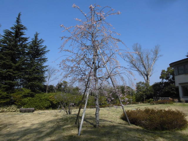 内苑シダレザクラ1.jpg