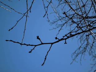 サクラ情報（3月1日）