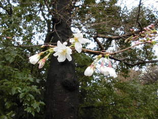 サクラ情報（3月22日）