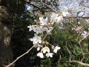 サクラ情報（3月26日）