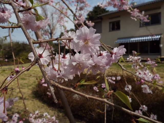 サクラ情報(3月29日)の写真
