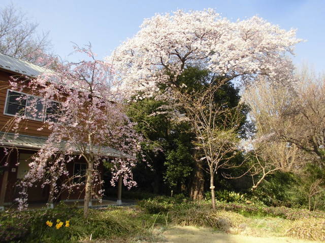 休憩棟前ソメイ1.jpg