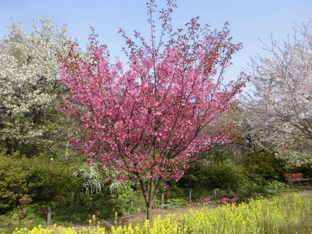 ヨコヒ・ソメイ .jpg