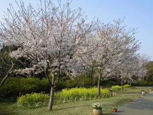 サクラ情報（4月3日）
