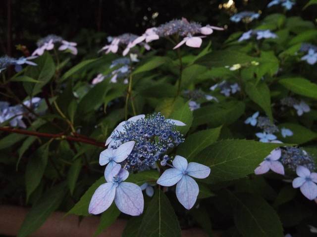アジサイも梅雨入りも?の写真