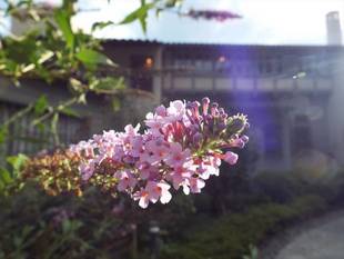 にぎやかなブッドレア