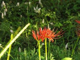 ヒガンバナとツルボ