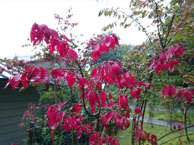 紅葉の推移の写真