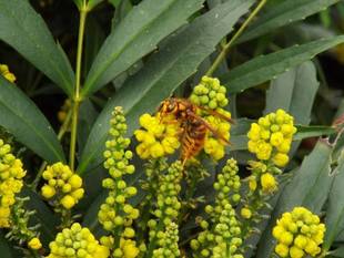 ホソバヒイラギナンテンとスズメバチ