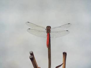 週末は秋晴れの予報