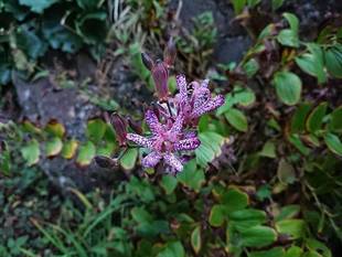 先の読めない秋