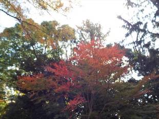 今週末の紅葉　2018年11月29日