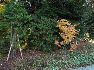 今週末の紅葉　2018年11月23日