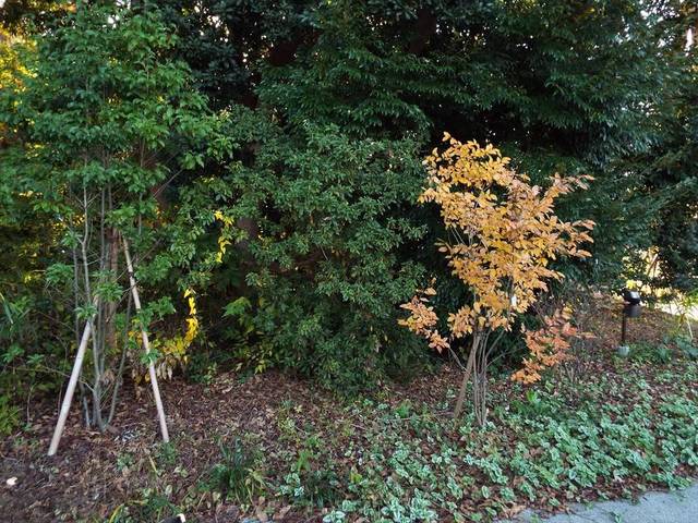 今週末の紅葉 2018年11月23日の写真