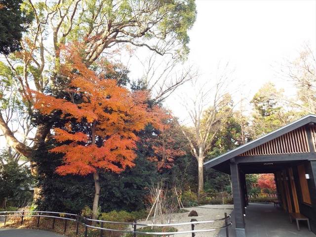 見頃を迎えたモミジの写真