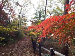 今週末の紅葉　2018年12月7日