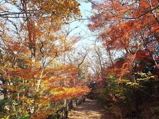 今週末の紅葉　2018年12月21日