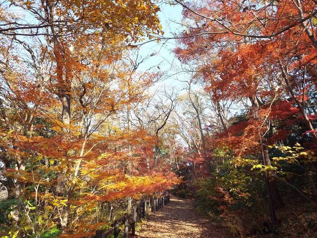 今週末の紅葉 2018年12月21日の写真