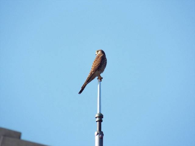 庭園の鳥の写真