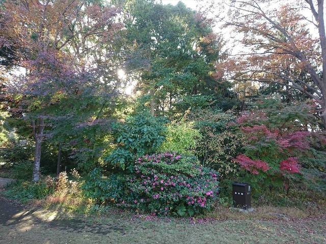 今日から12月の写真