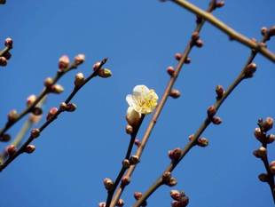 梅開花
