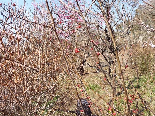 DSCF6720_R.jpg
