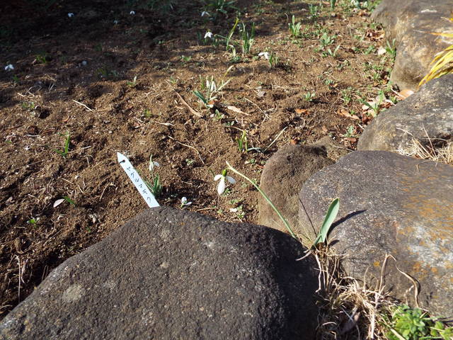 DSCF6725.jpg