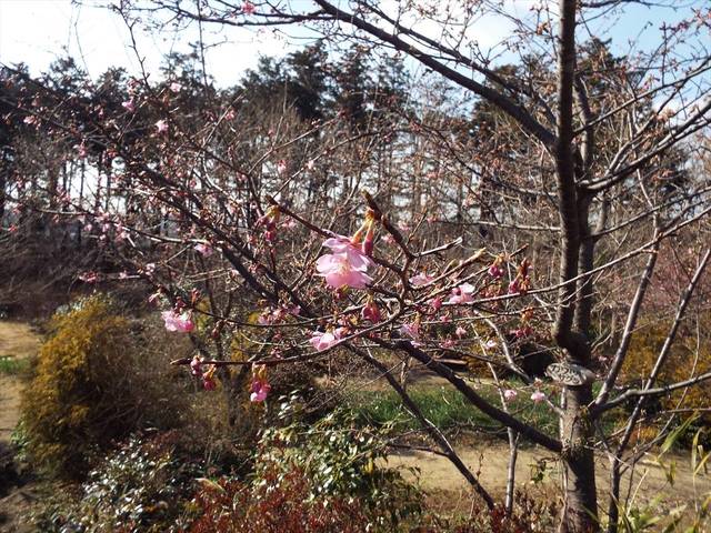 DSCF6731_R.jpg