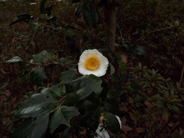 DSCF6762_R.jpg