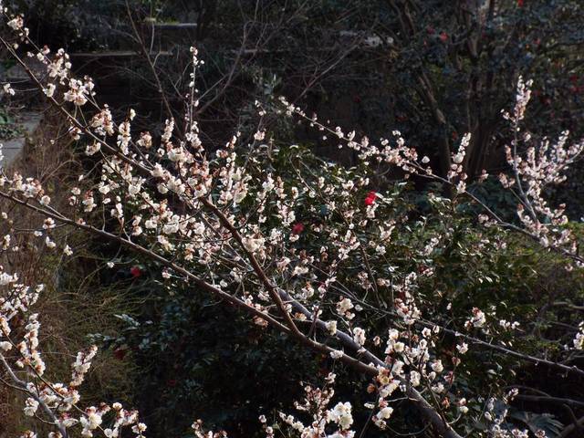 DSCF6785_R.jpg