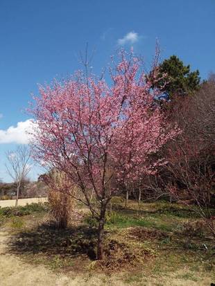 俣野別邸庭園の桜 3月9日