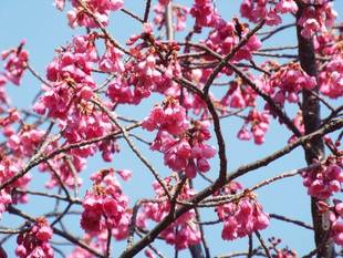 俣野別邸庭園の桜 3月15日