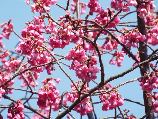 俣野別邸庭園の桜 3月15日の写真