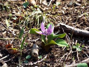 ［開花速報］カタクリが咲きました