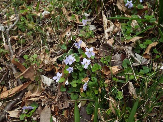 スミレの花が咲くころの写真