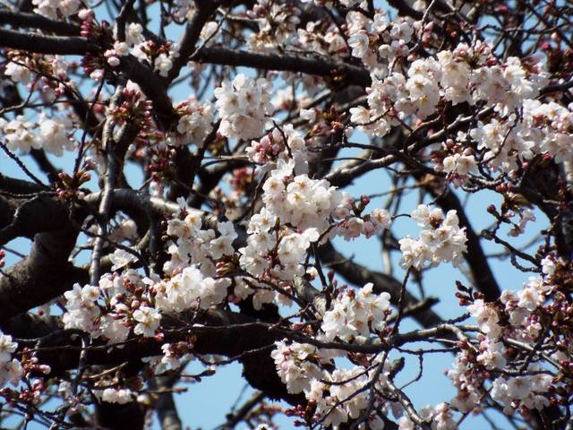 俣野別邸庭園の桜 3月27日の写真