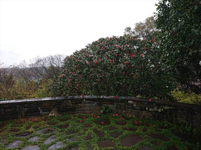 春の花は次々との写真